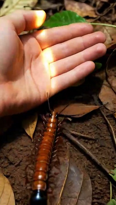 Ultra-Realistic Centipede POV | Micro Camera Inside Underground Colony