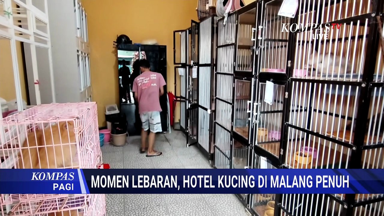 Jelang Lebaran, Hotel Kucing di Malang Penuh-Titipan Capai 175 Ekor | KOMPAS PAGI