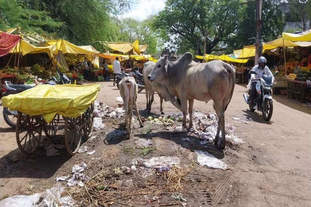 swm news: सब्जी मंडी में आवारा सांडों का आतंक: व्यापारी व ग्राहकों के लिए बने खतरा