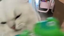 funny.cat555-Cat's reaction to toys is very funny 🤣🤣🐱 #cat #cats #catsoftiktok #reaction #funnycat #funny #catlovers #fu
