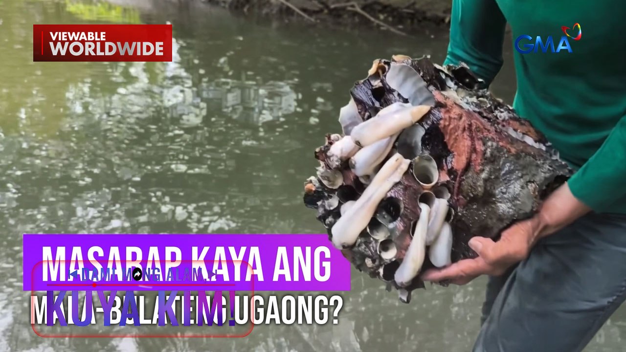 'Ugaong' na nakukuha sa ilalim ng tubig-tabang, ligtas bang kainin? | Dami Mong Alam, Kuya Kim!