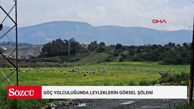 Göç yolculuğunda leyleklerin görsel şöleni
