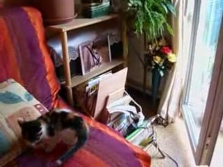 LOUNA ARRIVé A MAISON PAS TRAUMATISéE