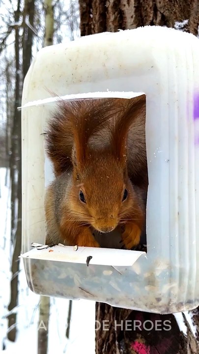 DIY Squirrel House Tutorial 🌳🐿️