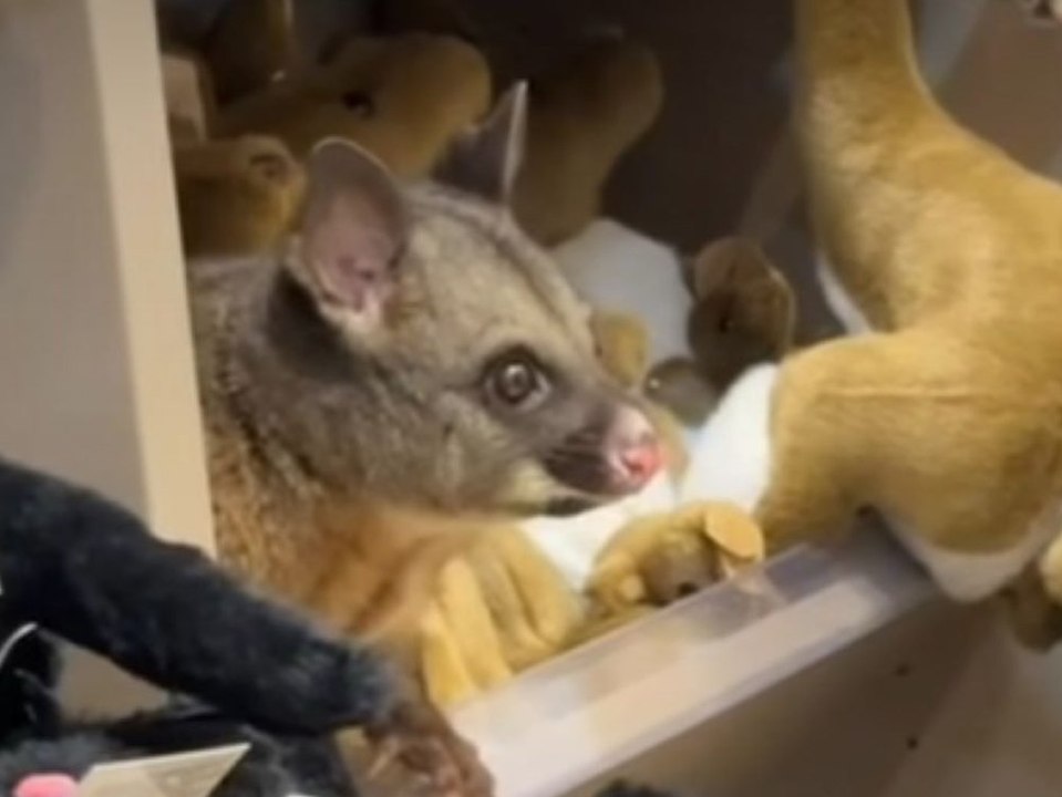 Getarnt zwischen Stofftieren: Echtes Opossum überrascht Kunden