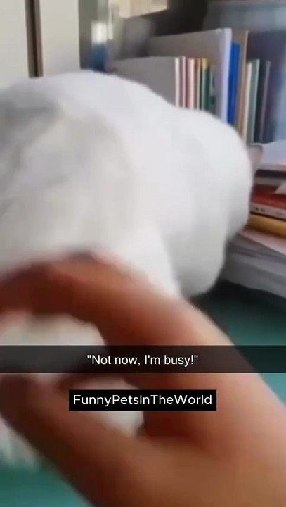 Funny Animal Activity 😂