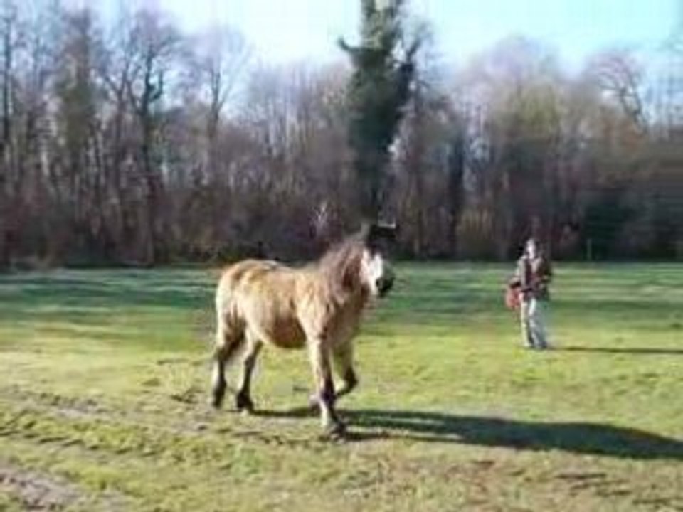 Saphir en longe