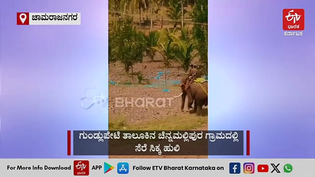 ರೈತರ ಜಮೀನುಗಳಲ್ಲಿ ಆಗಾಗ್ಗೆ ಕಾಣಿಸಿಕೊಳ್ಳುತ್ತಿದ್ದ ಹುಲಿ ಸೆರೆ: ವಿಡಿಯೋ