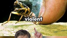 Cet insecte peut étonner !