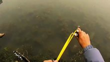 Fish + Sing