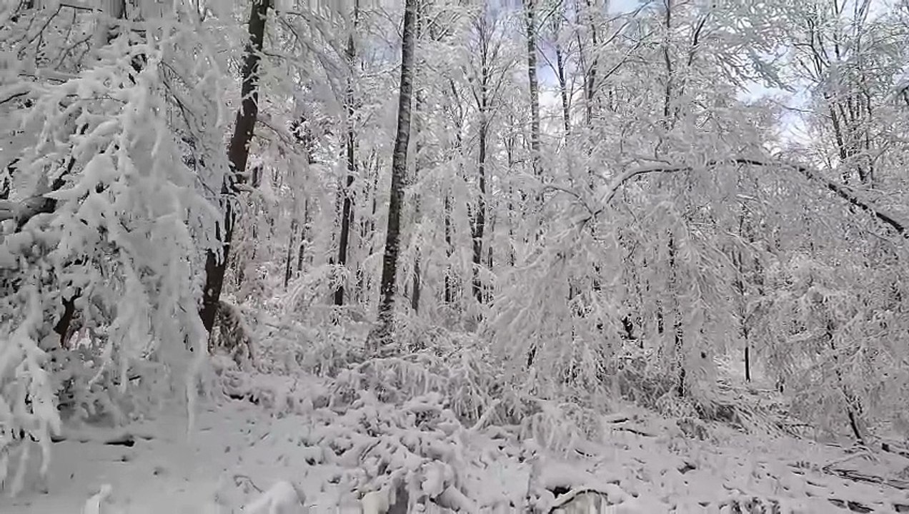 Vivaldi et les Quatre Saisons : L'Hiver - RV 297 | Sonus Vitae 🎶