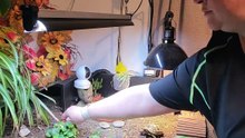 Satisfying time lapse of a girl restoring a clean enclosure for her tortoise