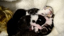 RESCATO 5 GATITOS RECIEN NACIDOS ABANDONADOS | EIRA, AIDEN, ARKO, KOSMO Y MAUSI | EP.2 DÍA 2 AL 4