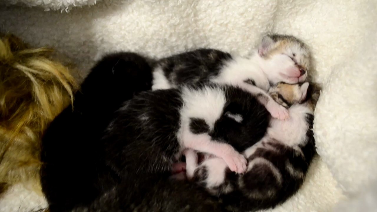 RESCATO 5 GATITOS RECIEN NACIDOS ABANDONADOS | EIRA, AIDEN, ARKO, KOSMO Y MAUSI | EP.2 DÍA 2 AL 4