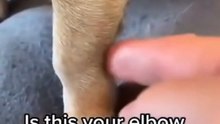 He Asked The Dog About Elbows. Dog Said No.