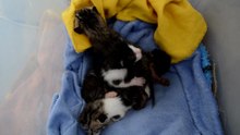 RESCATO 5 GATITOS RECIEN NACIDOS ABANDONADOS  EIRA, AIDEN, ARKO, KOSMO Y MAUSI  EP  5 DÍA 9 Y 10
