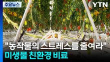 [新농비] "농작물의 스트레스를 줄여라"...미생물 친환경 비료 / YTN