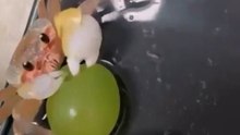 Crab vs Grape Was Too Cute