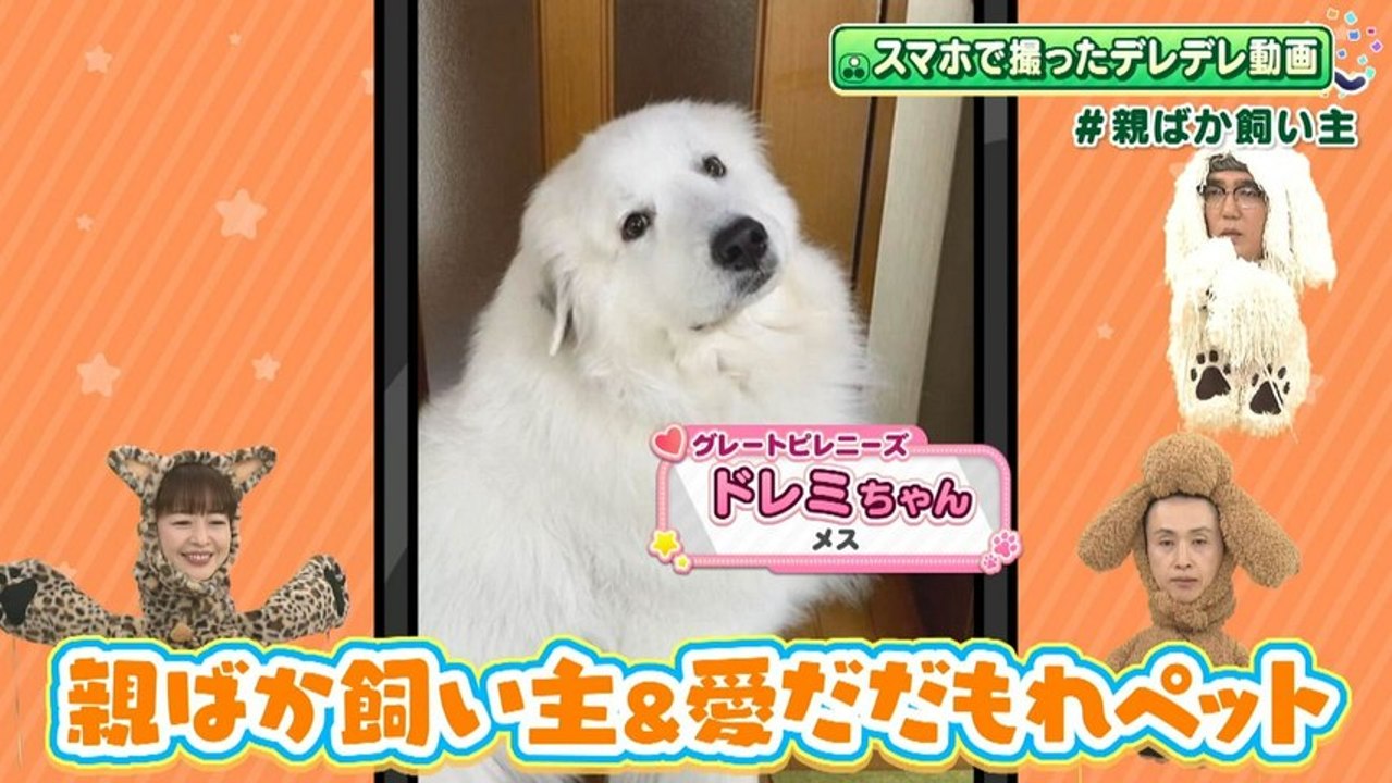かわえぇペットあわ～ど ～スマホで撮ったウチの子世界一！愛だだもれ～ ～スマホで撮った 親ばか...