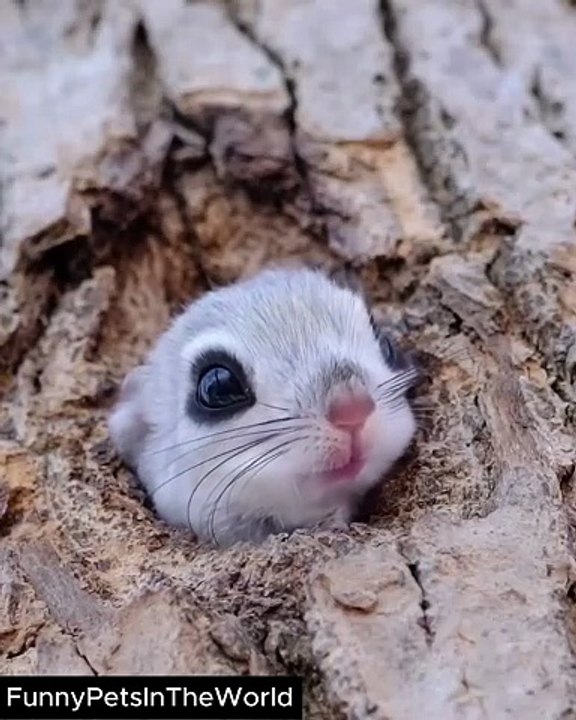 Cute Animals 🥰