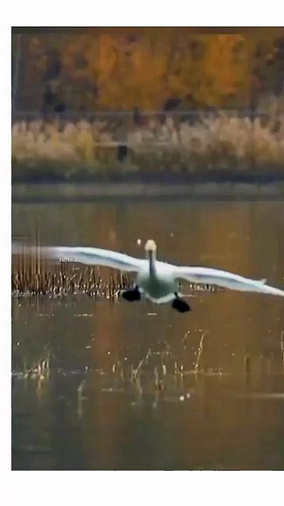 Swimming bird