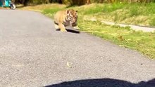 Cute tiger
