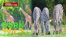 Mission in Calauit Safari Park - Saving Zebras and Giraffes | Born To Be Wild (Full Episode)