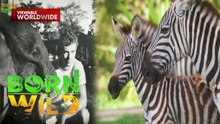 Kumusta na ang mga zebra na dinala sa Palawan mula Kenya noong 1977? | Born To Be Wild