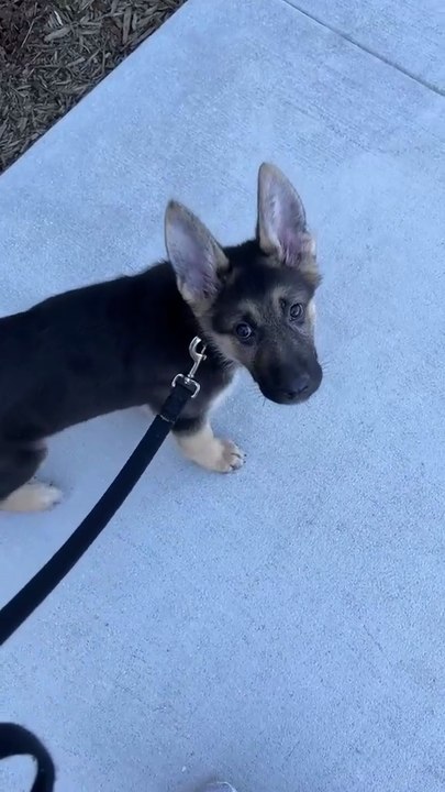 Funny German shepherd #dog comedy #German shepherd laugh #Dogs Humor 🐾😂Follow me please subscribe plz like