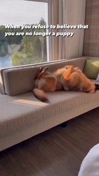 Funny German shepherd dog #german shepherd 🐶 💕follow me please watch my shorts funny videos on daily motion