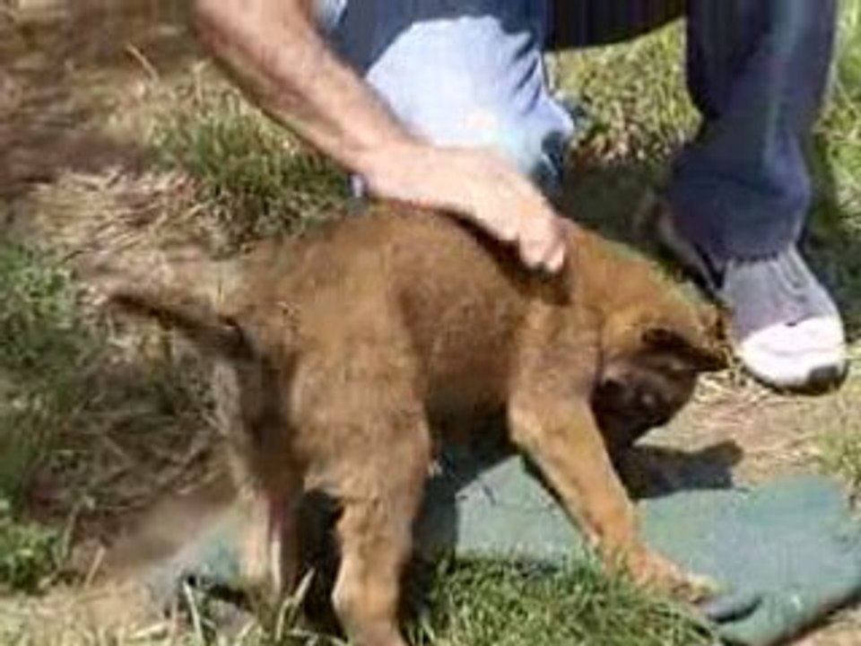 chiot shogun du cami de c, et arnak du coté obscur