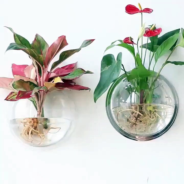 Clear Wall Planter Pot | Round Plastic Dual Function Planter for Indoor Garden & Home Decor