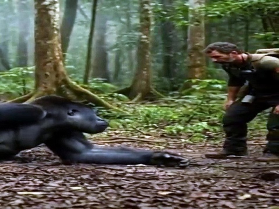 Un gorila herido caminó hacia un guardabosques... y lo que pasó después