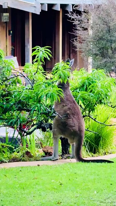 Beautiful kangaroo