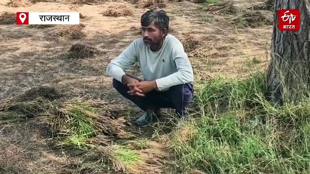 जैसलमेर में बेमौसम बारिश से फसलें तबाह, किसानों ने की मुआवजे की मांग