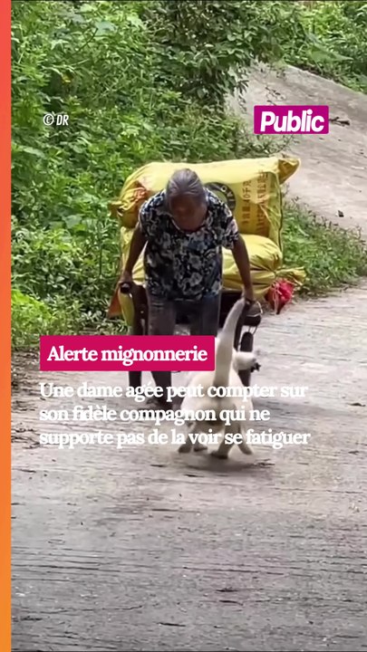 Belle histoire, un chien aime son humaine âgée et ne supporte pas qu'elle se fatigue à travailler !