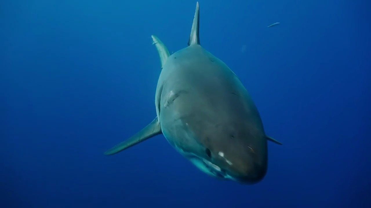 Deep Blue Sea 2 (2018) #GanzerFilm #Deutsch #HD