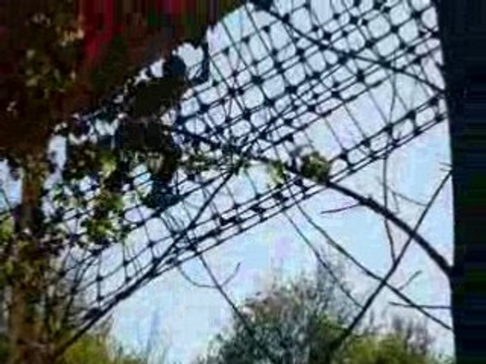 Me roi de l acrobranche
