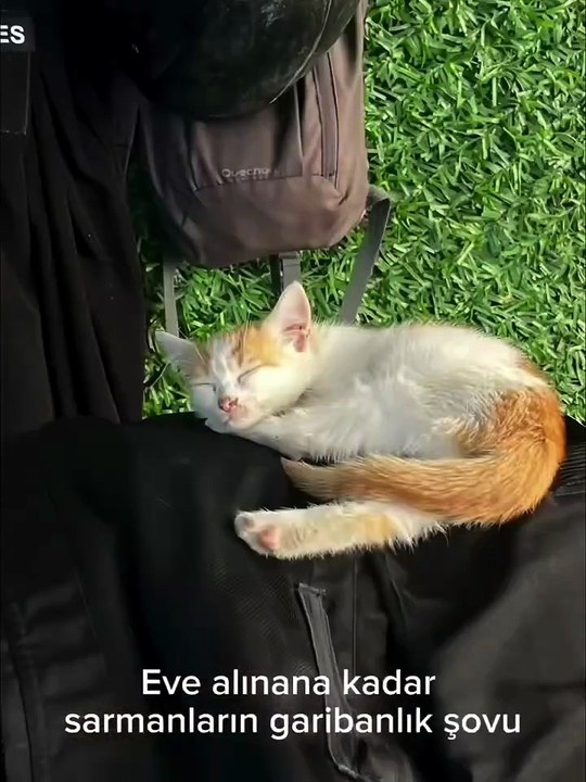 Kimse sarmanların sevimli suratına aldanmasın 😂