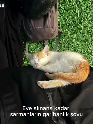 Kimse sarmanların sevimli suratına aldanmasın 😂