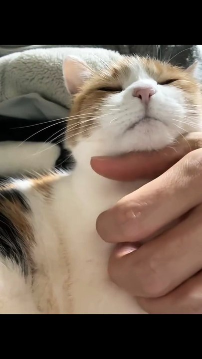 A Cute Kitten Sitting in My Arms While I Gently Stroke Her with My Hand.” 🐾💖😺