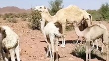 Caring for a Newborn Camel Calf 🐪 #BabyCamel  #DesertLife #camel