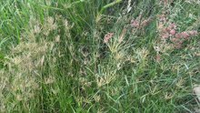 Rhodes grass