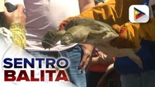 Apayao River, idineklarang ‘protected river’ matapos pakawalan ang isang Cantor’s Giant Softshell Turtle | ulat ni Jezryll Lapizar ng PTV Cordillera