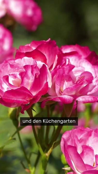 Melania Trump: 'Trump-Abschaum' - First Lady nach harmloser Ankündigung zerrissen