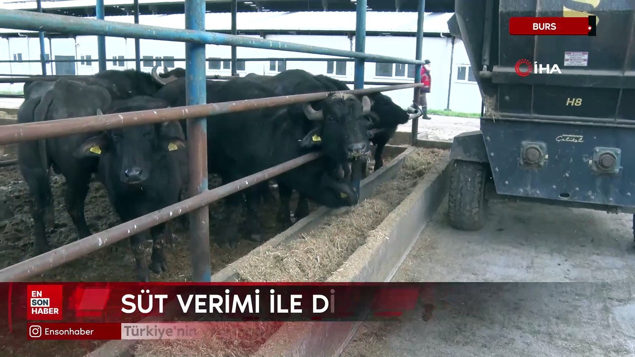 Türkiye'nin yeni manda ırkı Murana süt verimi ile dikkat çekiyor