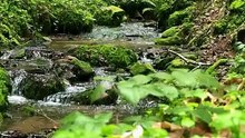 The stream plays its melodies in the middle of the forest