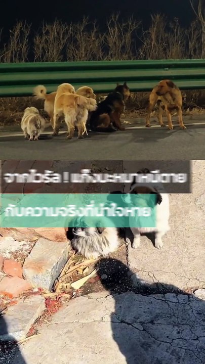 อัปเดตแก๊ง 7 สุนัข ที่หนีตายจากแก๊งลักพาตัว เรื่องราวเบื้องหลังน่าใจหาย
