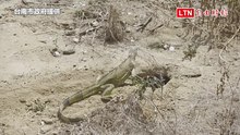 台南綠鬣蜥暴增1.5倍 陳亭妃籲中央：鎖定熱點精準移除