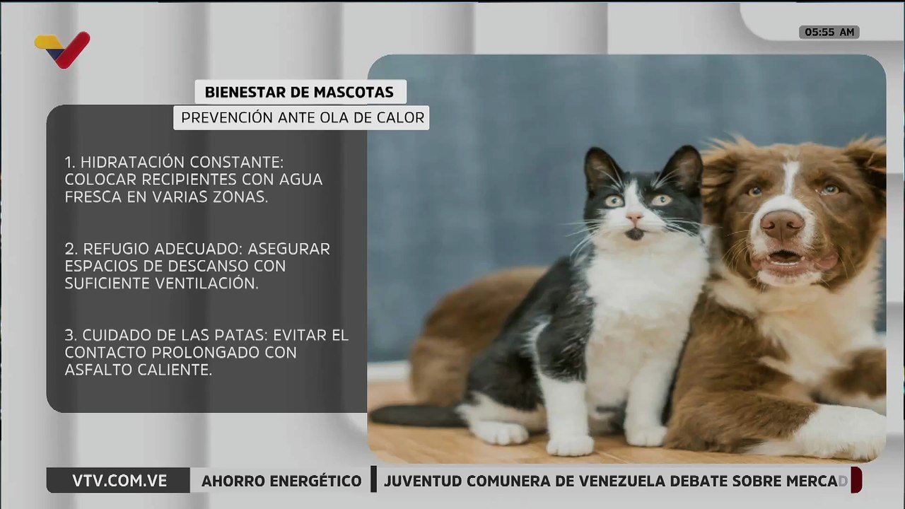 Recomendaciones para el cuidado de tus mascotas ante una ola de calor